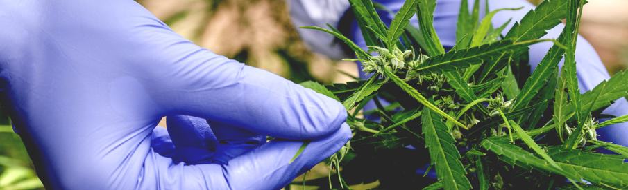 CSS Sterilization in the Cannabis Industry