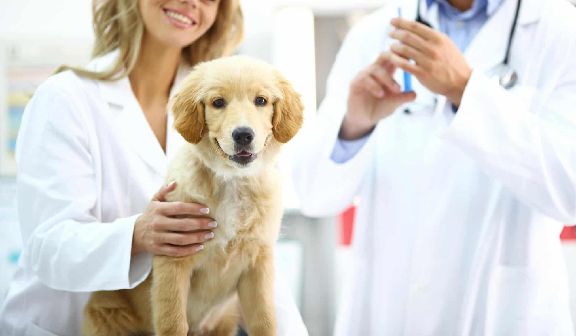 golden retriever sitting on examination table at vet's office with 2 vets