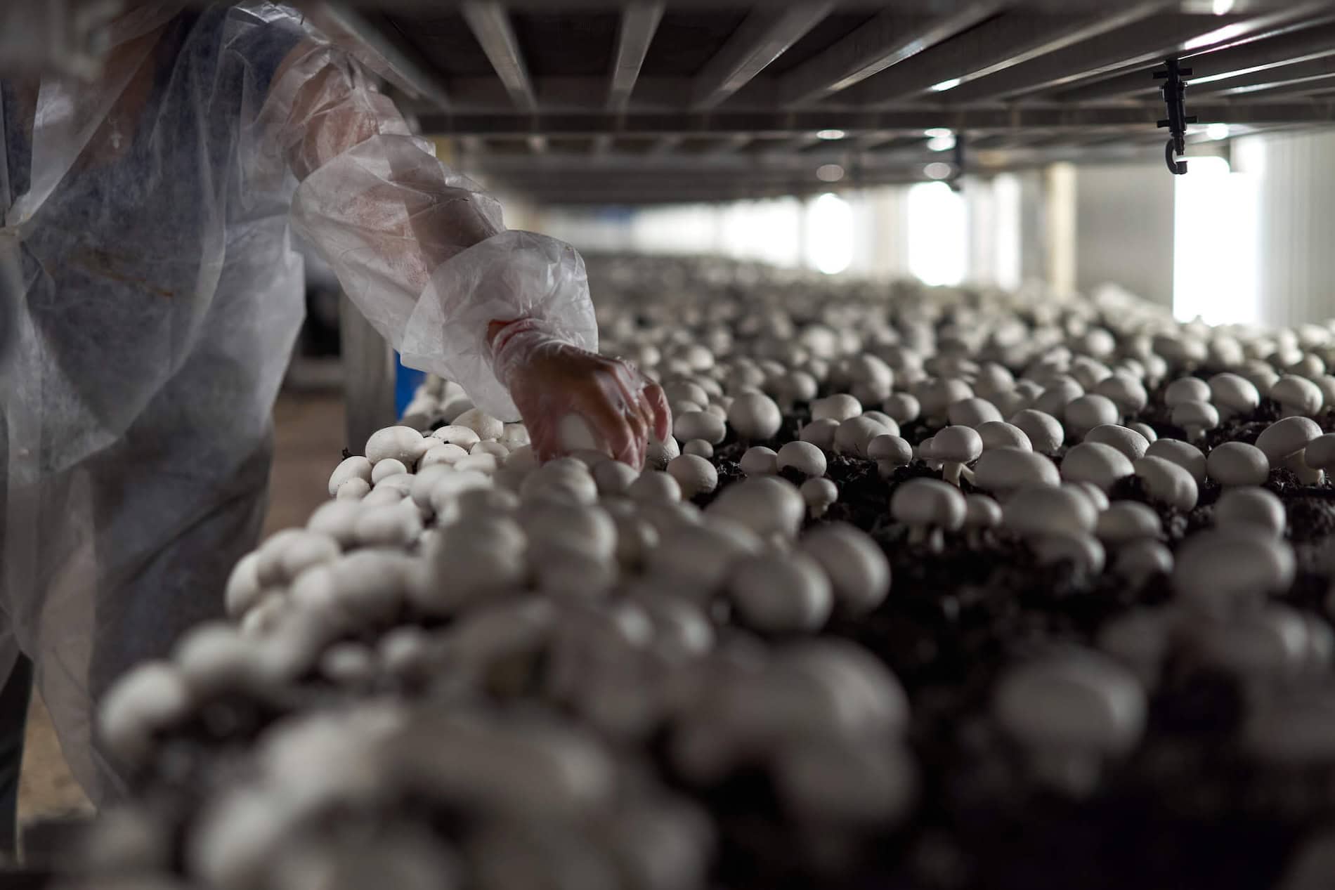 employee collects champignons in a mushroom greenhouse