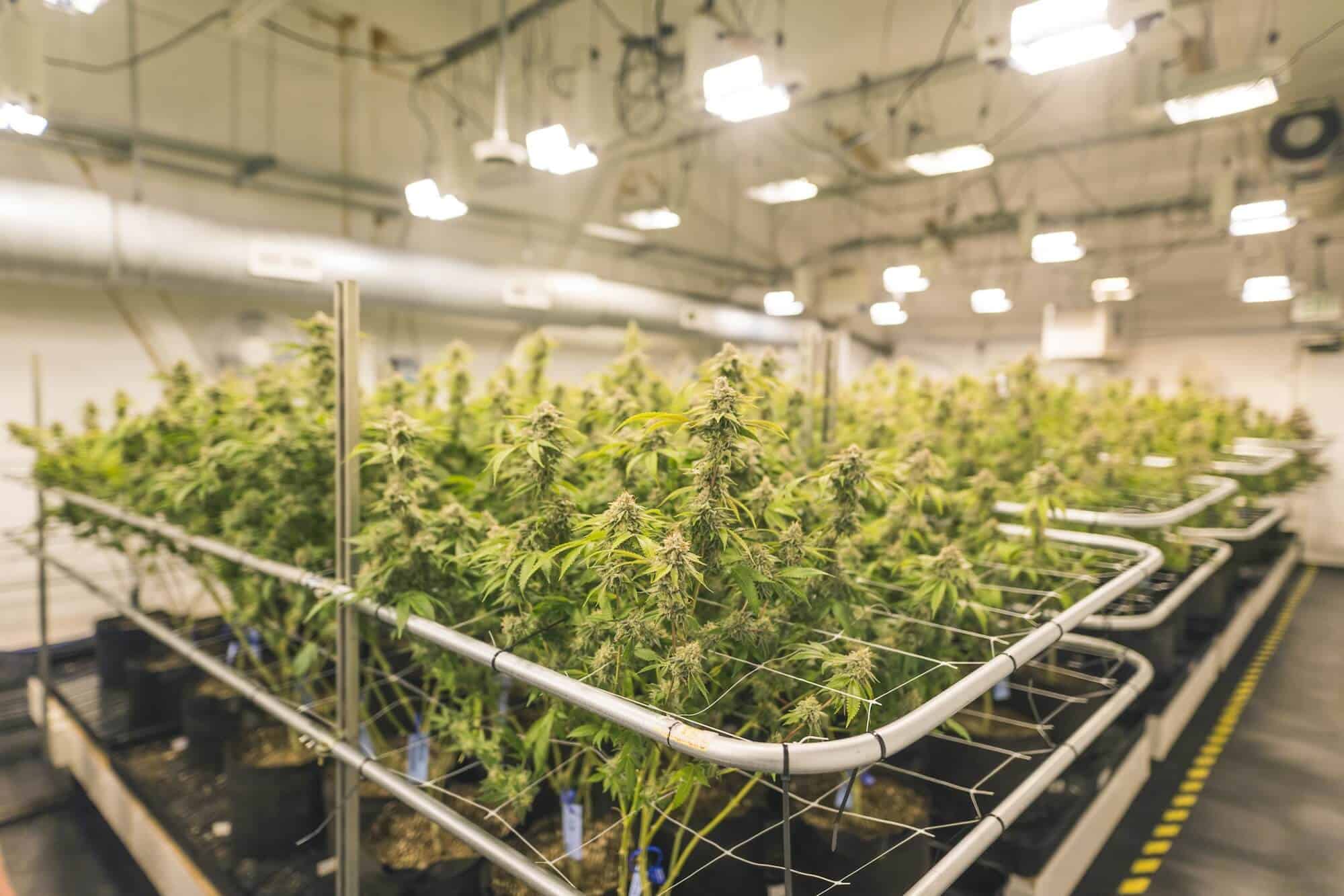 A crop of cannabis plants grow under artificial lights at a facility in Oregon.
